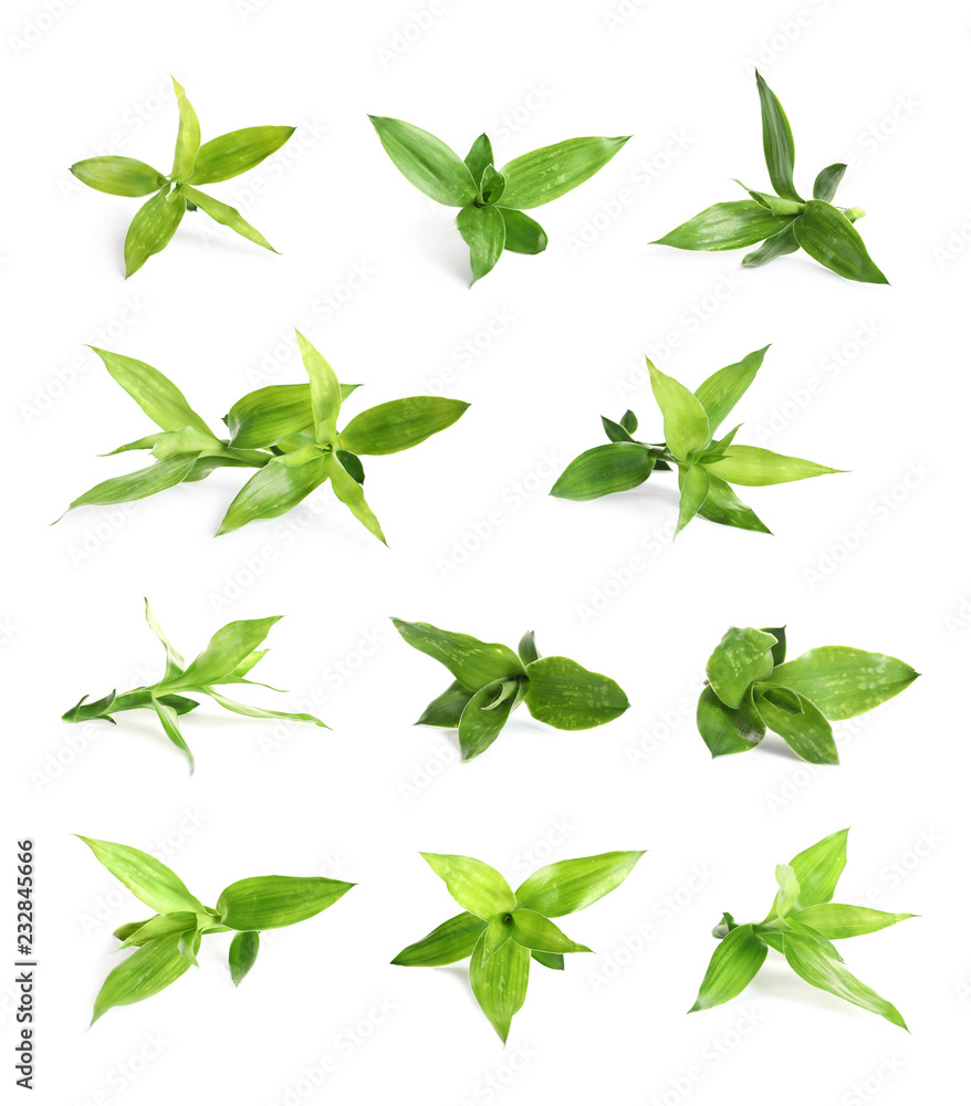 Fototapeta premium Set with bamboo leaves on white background