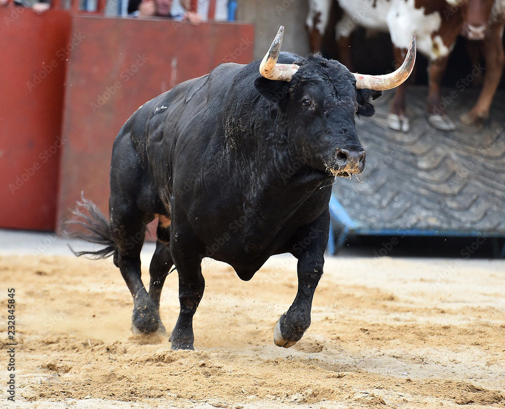 spanish bull running in bullring spanish bull running in bullring