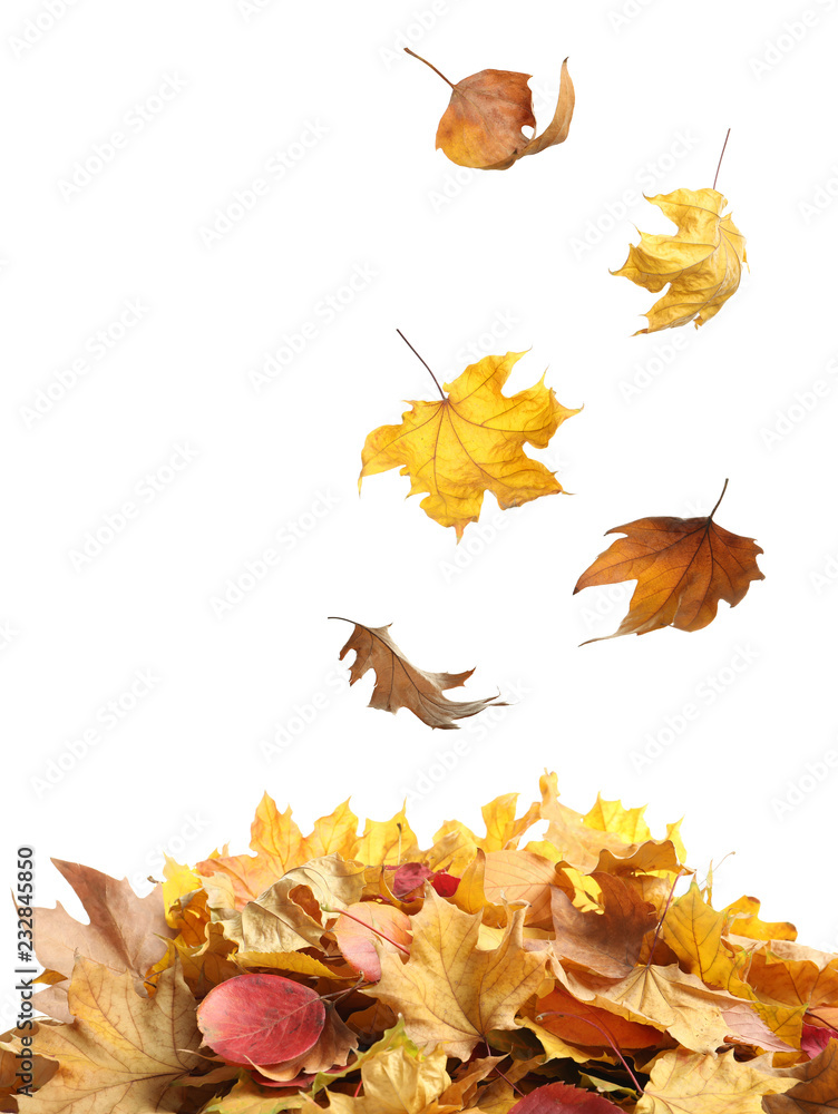 Autumn leaves falling onto heap against white background Autumn leaves falling onto heap against white background