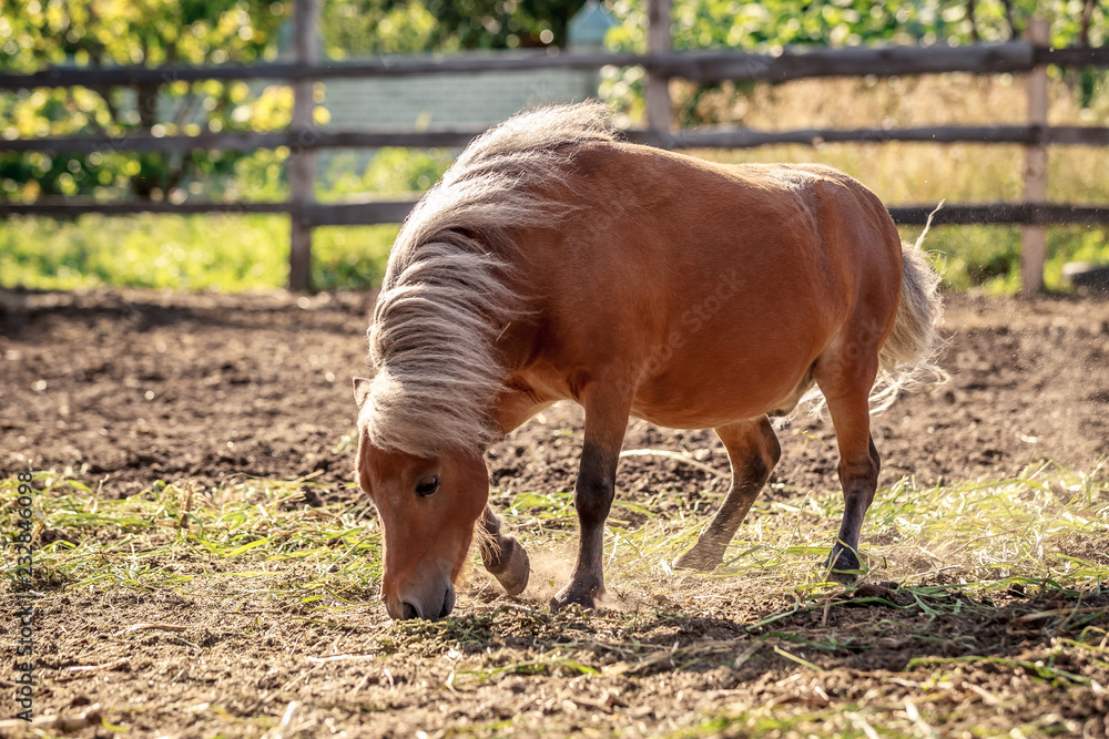 Fototapeta premium Red pony walking in the sunset