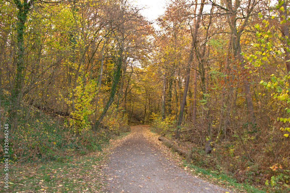 road in forest