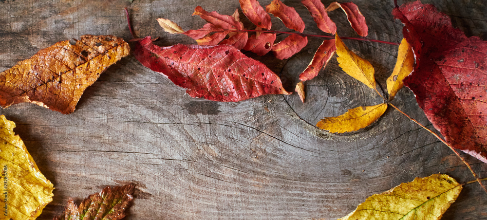 Autumn banner with dried colorful leaves Autumn banner with dried colorful leaves