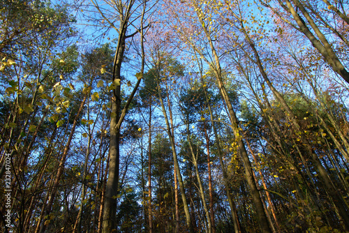 trees in forest and sky