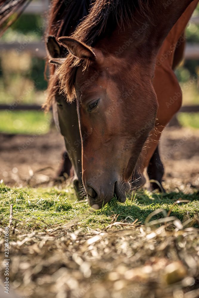 Fototapeta premium Beautiful horses eating grass in the setting sun