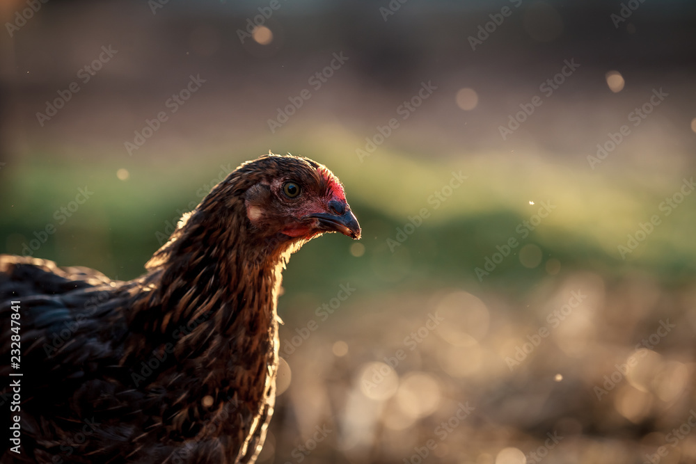 Obraz premium A young chicken enjoys the summer sun
