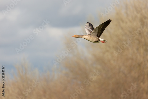 Flying goose against diffuse background