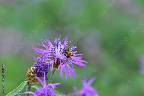 Bumblebee Pollinating a Purple Flower