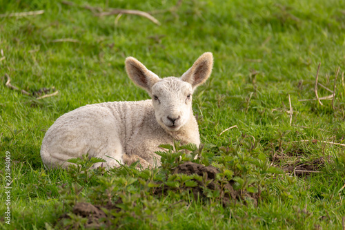 A lamb looks lying on the floor in the camera.