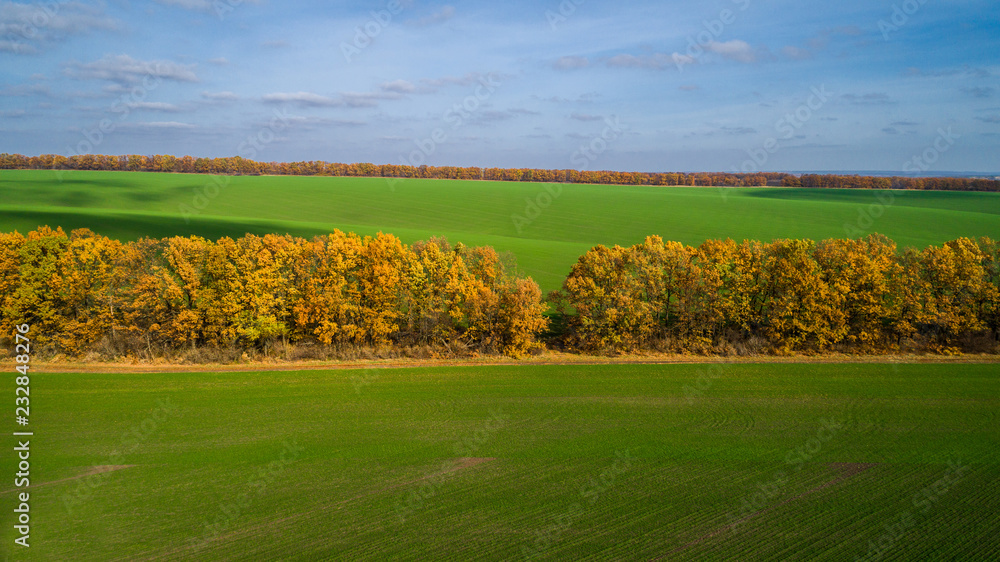 Aerial view of the large wheat field in autumn. Amazing landscape with trees with red and orange leaves in a day in the wheat field. Aerial view of the large wheat field in autumn. Amazing landscape with trees with red and orange leaves in a day in the wheat field.