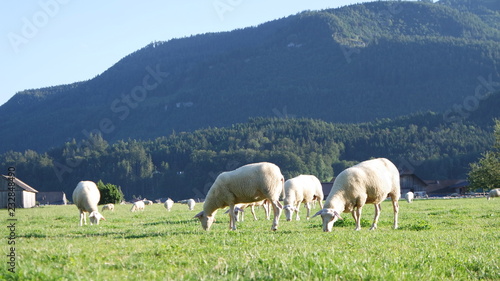 Sheep grazing under Alpine peaks in Austria
