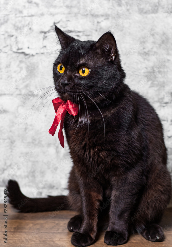 Portrait of a black cat in studio on wooden floor on gray wall background