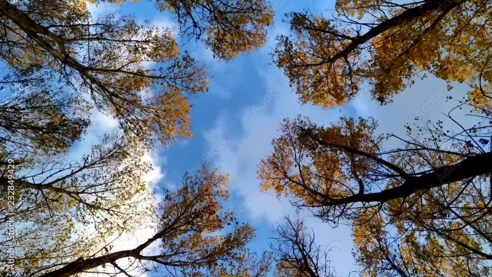 Crowns of autumn poplars against a blue sky Crowns of autumn poplars against a blue sky