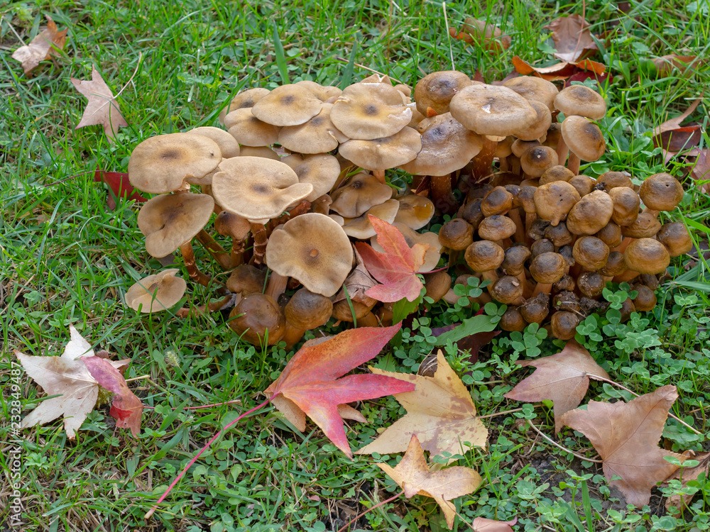 Armillaria mellea. Close up of wild Honey fungus mushrooms with autumn leaves in grass. Bioluminscent edible mushroom. Armillaria mellea. Close up of wild Honey fungus mushrooms with autumn leaves in grass. Bioluminscent edible mushroom.