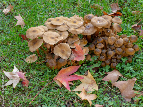 фотографія Armillaria mellea
