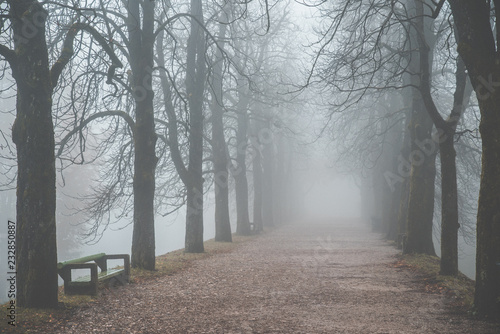 Fototapeta Naklejka Na Ścianę i Meble -  Autumn morning - foggy autumn park alley with bare November trees and dry