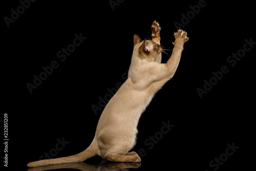 Playful Brown Burma Cat Standing Raising up paws  play with toy  isolated on black background