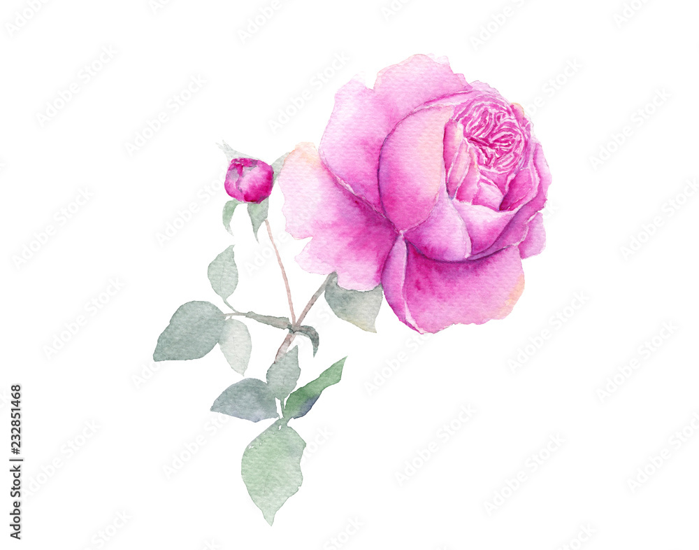 watercolor hand drawn pink rose flower on white background watercolor hand drawn pink rose flower on white background