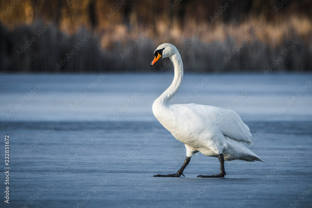 Obraz premium Swan on ice
