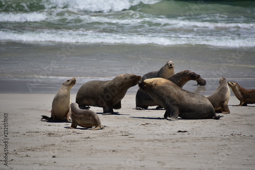 Seal Family Playing on the Beach 
