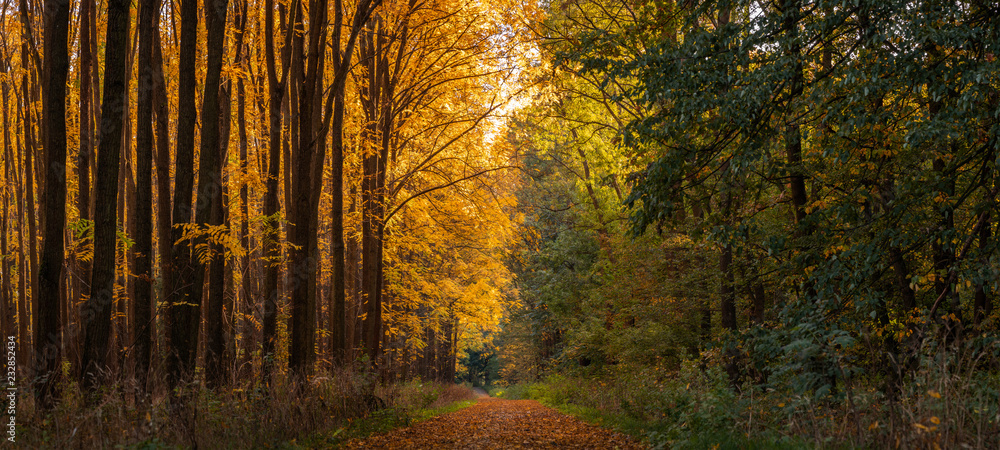 Footpath in autumn forest, panoramic landscape