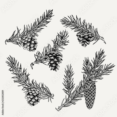 Vintage pine cone and branches element. Hand drawn winter botanical illustration for holiday decor.
