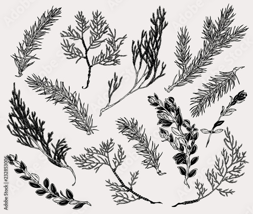Botanical illustration of winter plants in vintage style. Hand drawn collection of decoration element for cards, poster, invitation, prints.