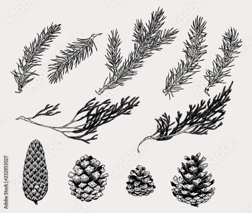 Botanical illustration of winter plants and cones in vintage style. Hand drawn collection of decoration element for cards, poster, invitation, prints.