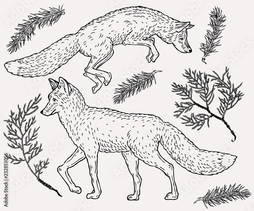 Hand drawn fox illustration with evergreen plant on background in vintage style.