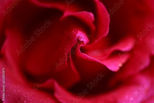 Close up of beautiful red rose with rain drops. Small depth of field.