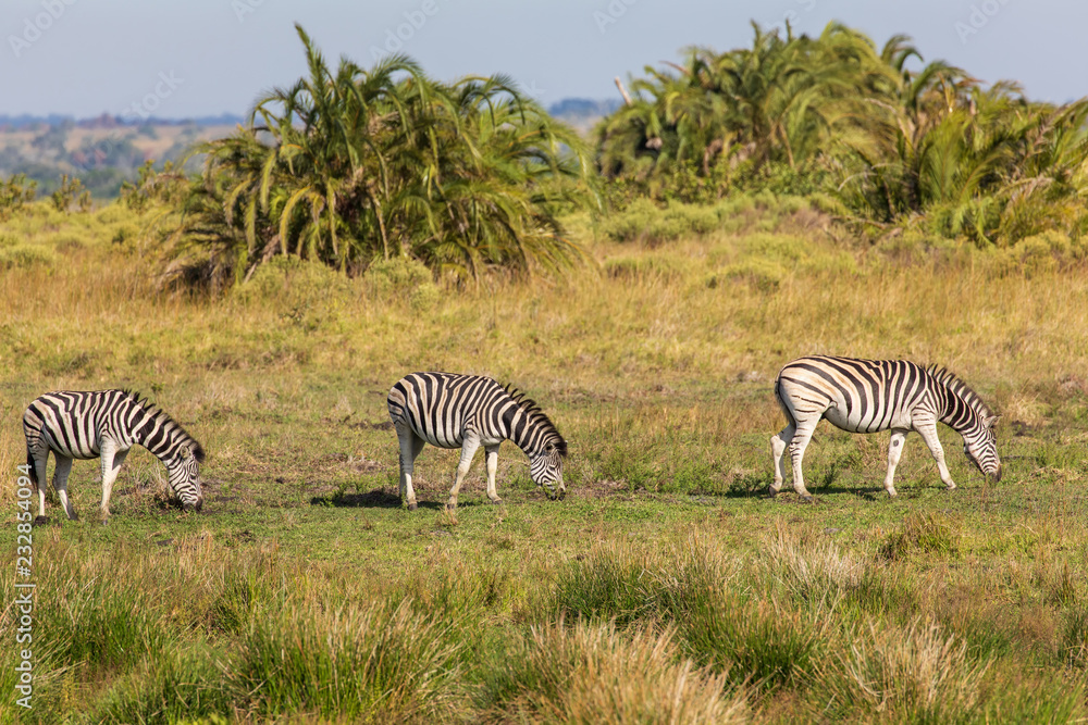 Obraz premium Zebra 4