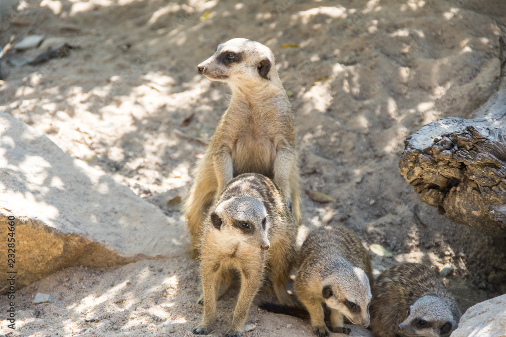 Fototapeta premium View of meerkats
