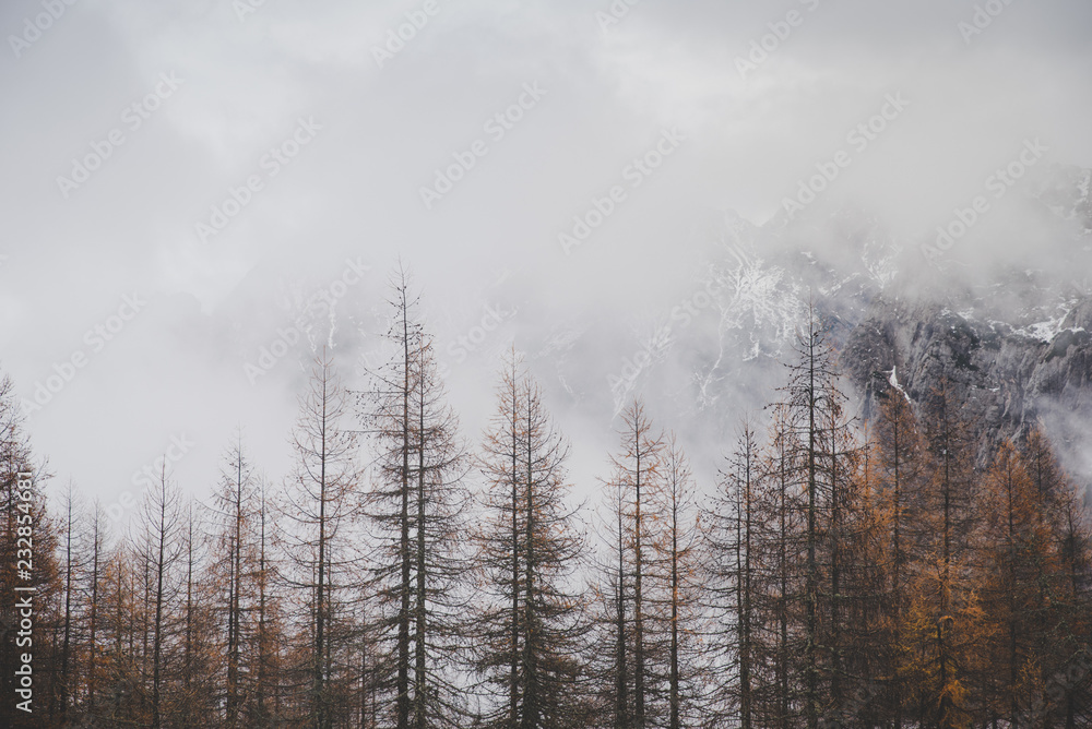 Autumn trees in misty mountains. Julian Alps, Slovenia Autumn trees in misty mountains. Julian Alps, Slovenia
