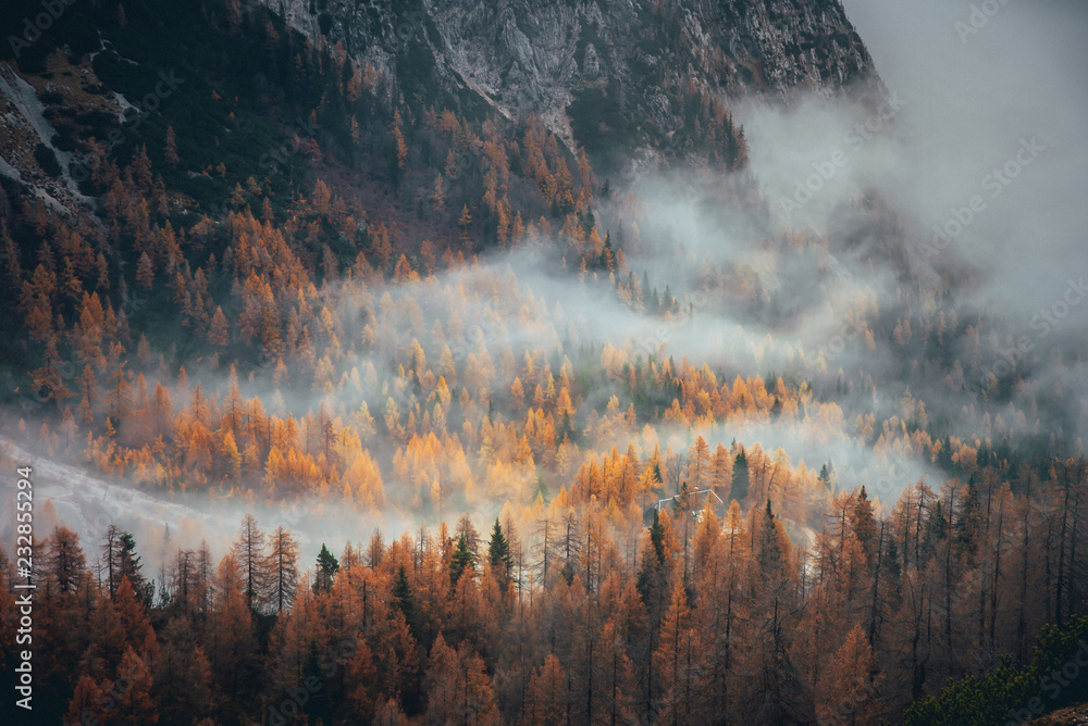 Naklejka premium Mgła w jesiennym pomarańczowym lesie. Alpy w górach
