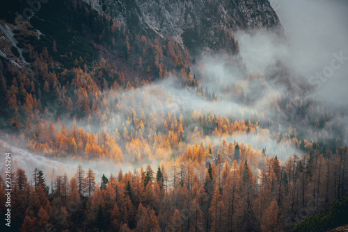 Mist in autumn orange forest. Alps mountains photo