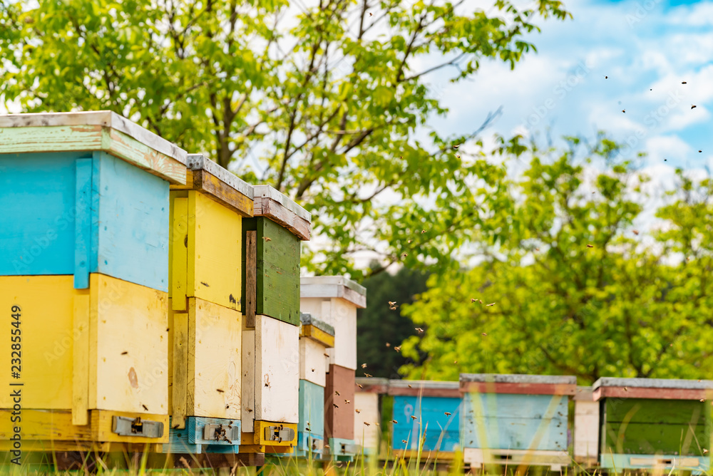 Row of wooden beehives for bees. An apiary in a field among green grass with bees bringing pollen for honey in a summer day Row of wooden beehives for bees. An apiary in a field among green grass with bees bringing pollen for honey in a summer day