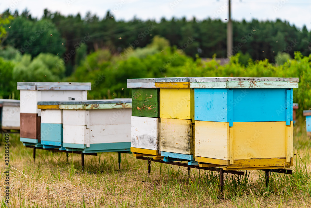 Hives with bees in the apiaries on the outskirts of the forest.Honeycomb cells close-up with honey. Natural Beekeeping.