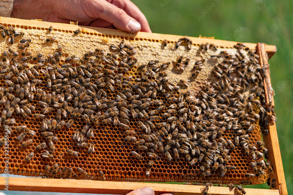 The hands of a beekeeper holds a honey cell with bees. Yellow frames of a beehive collects honey. Apiary concept. The hands of a beekeeper holds a honey cell with bees. Yellow frames of a beehive collects honey. Apiary concept.