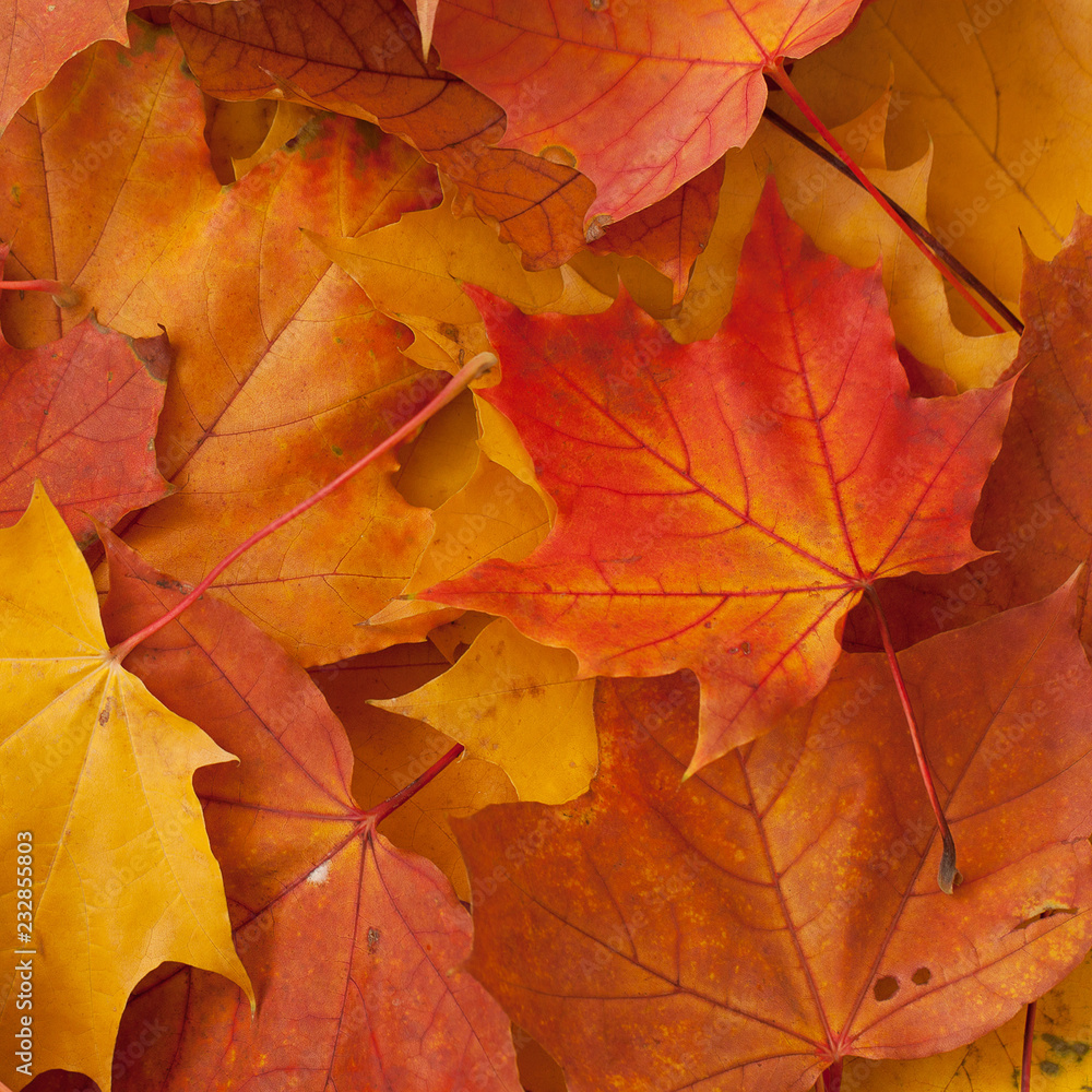 Fototapeta premium beautiful bright fallen maple leaves in autumn park or forest
