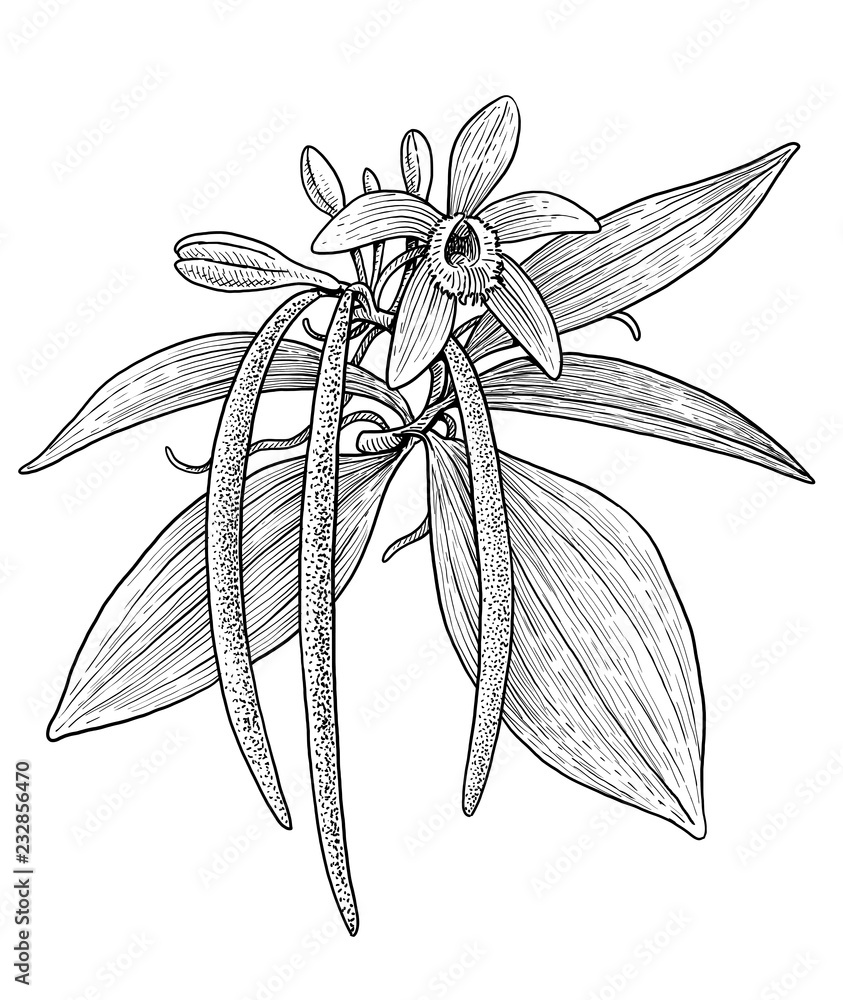 Vanilla plant illustration, drawing, engraving, ink, line art, vector