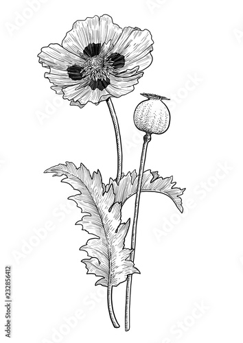 Photography Poppy flower and seed illustration, drawing, engraving, ink, line art, vector