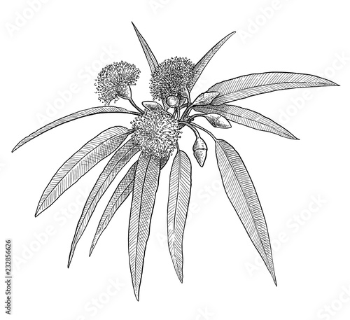 Eucalyptus leaf and flower illustration, drawing, engraving, ink, line art, vector