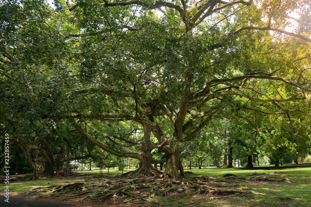 Very large spreading tree in Asia.