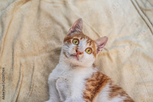Portrait domestic cute pet cat