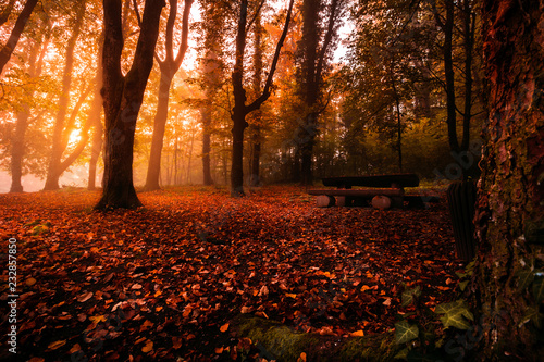 Magic morning in the autumn forest