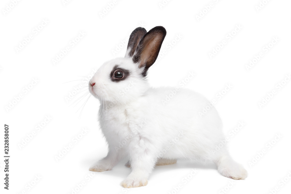 Easter Card Design. White funny bunny rabbit portrait isolited on white background. Rabbit silhuette.