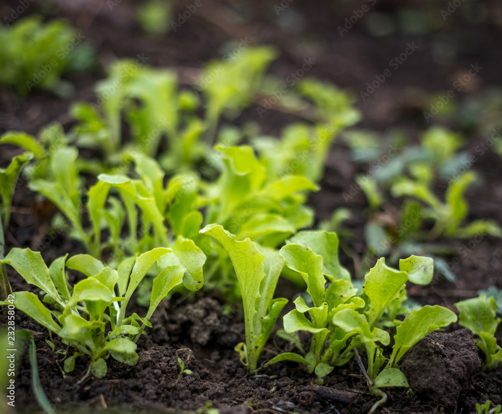 Just growing fresh green salad in the spring time on the black soil Just growing fresh green salad in the spring time on the black soil