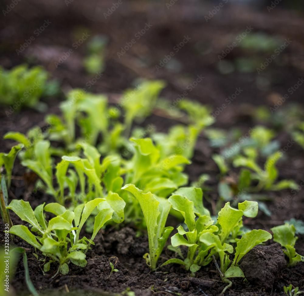 Just growing fresh green salad in the spring time on the black soil Just growing fresh green salad in the spring time on the black soil