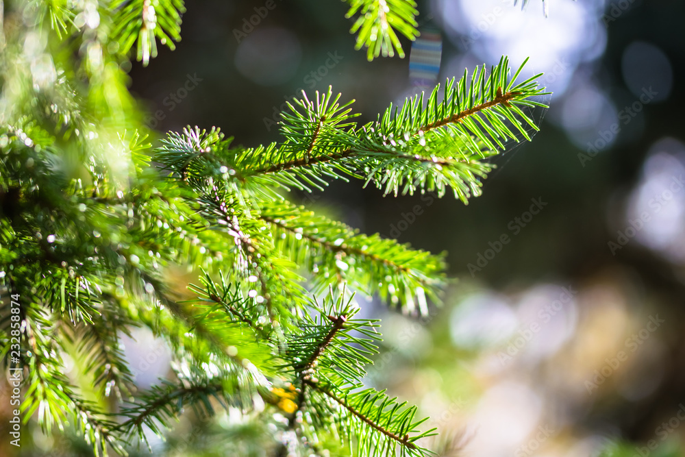 Green fresh needles on the fir tree. Background for a Christmas card Green fresh needles on the fir tree. Background for a Christmas card