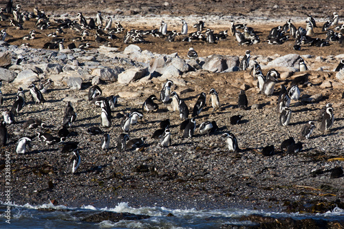 huge group of penguins