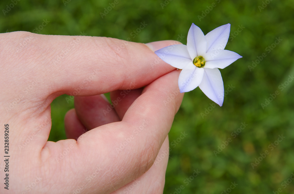 Soft white spring flower in the men's hands on a green grass background Soft white spring flower in the men's hands on a green grass background